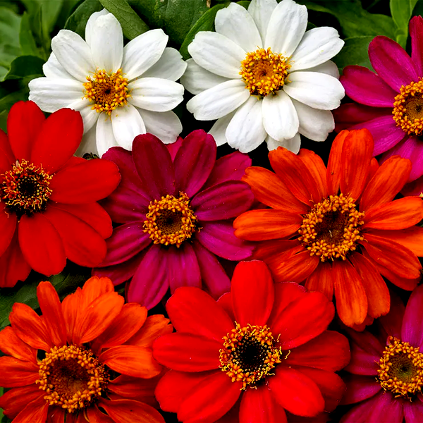Profusion AAS Mix Zinnia Seeds