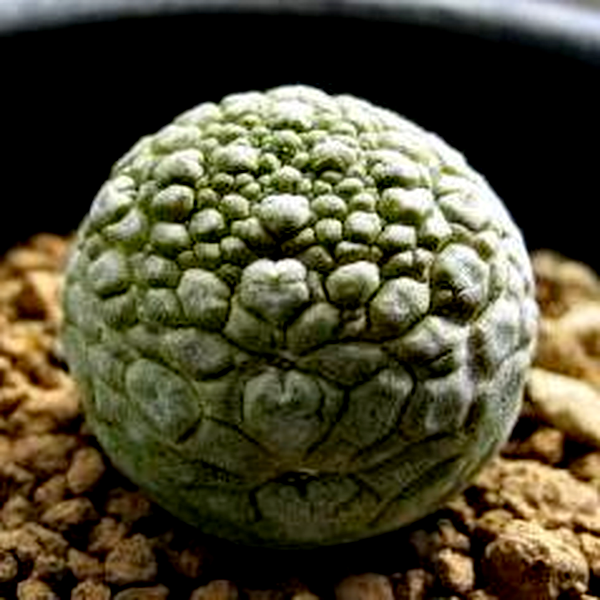 Pseudolithos migiurtinus
