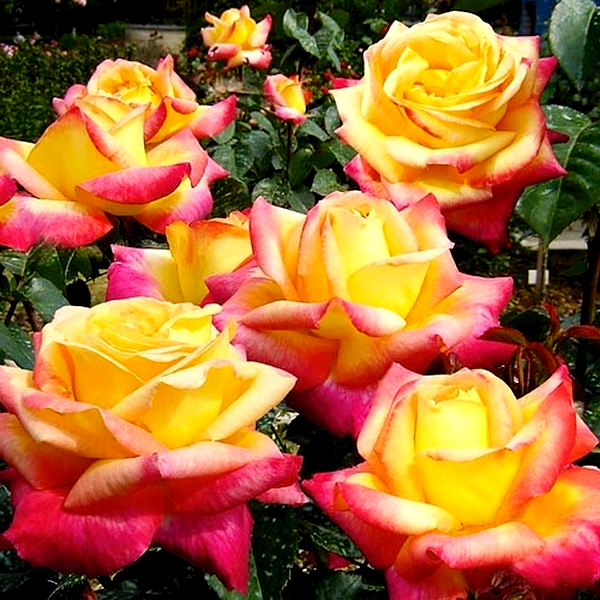 Pulman Orient Express