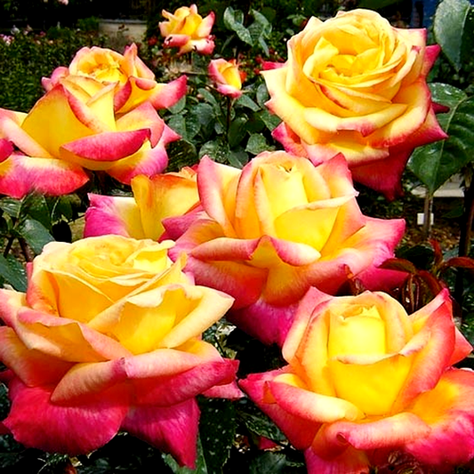 Pulman Orient Express