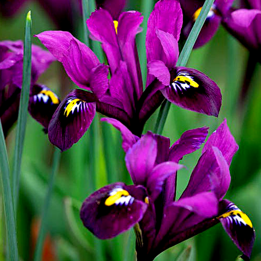 Purple Hill