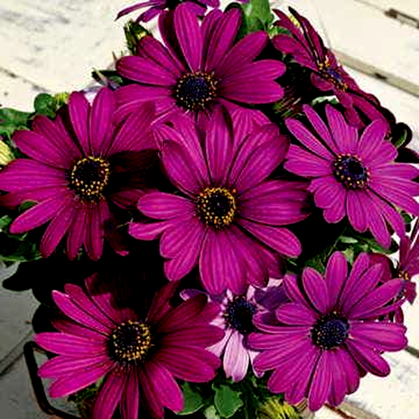Purple Osteospermum Seeds