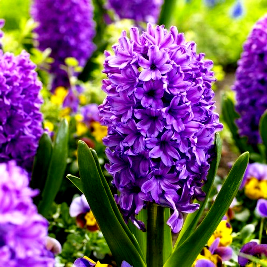Purple Voice