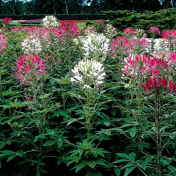 Queen Mix Spider Flower Seeds