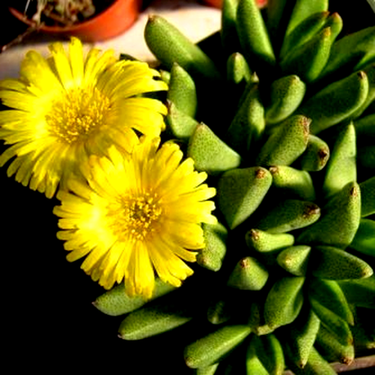 Rabiea difformis