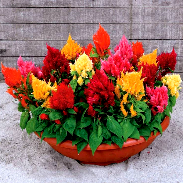 Rainbow Sherbert Celosia Seeds