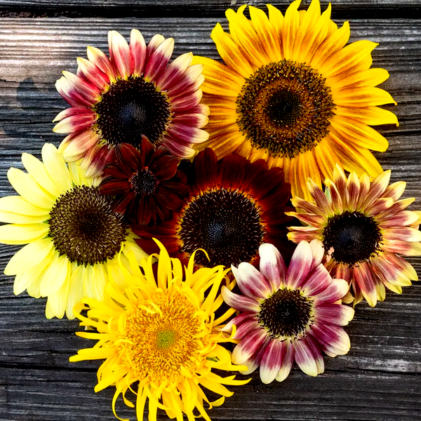 Razzmatazz Purple Sunflower Seeds Mix