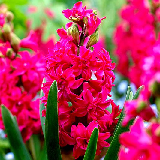 Red Diamond