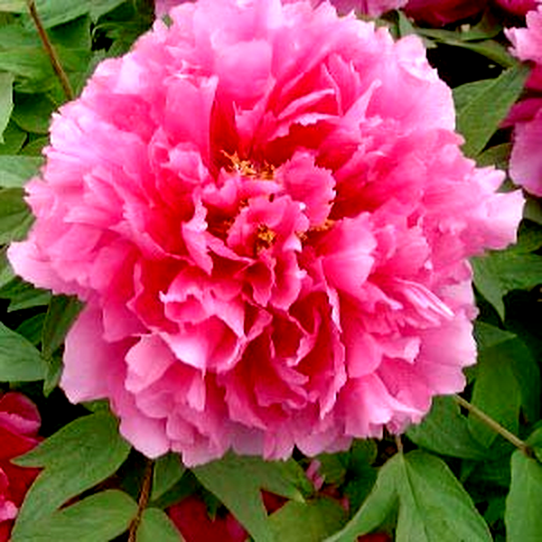 Red Welcoming the Sun