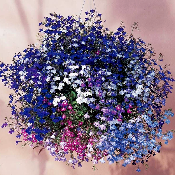 Regatta Mixture Lobelia Seeds