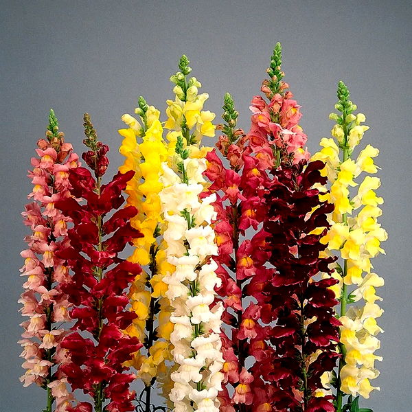 Rocket Hybrid Mix Snapdragon Seeds