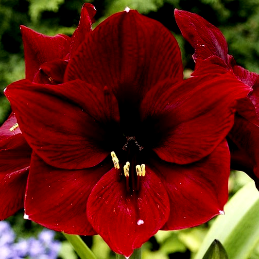 Royal Velvet