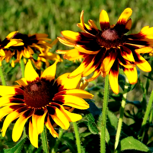 Rudbeckia 'Denver Daisy'