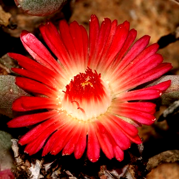Ruschia dichroa