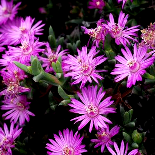 Ruschia muiriana