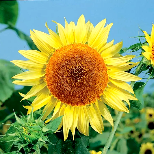 Russian Mammoth Sunflower Seeds