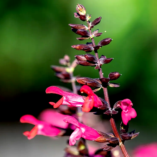 Salvia Bodacious® 'Jammin Jazz' Ornamental Sage