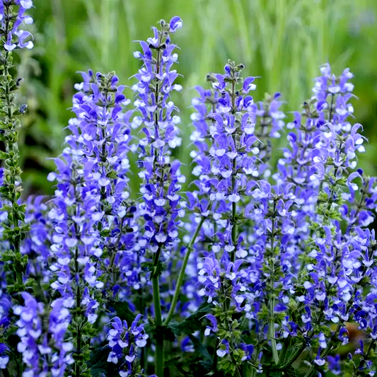 Salvia ColorSpires® 'Azure Snow'