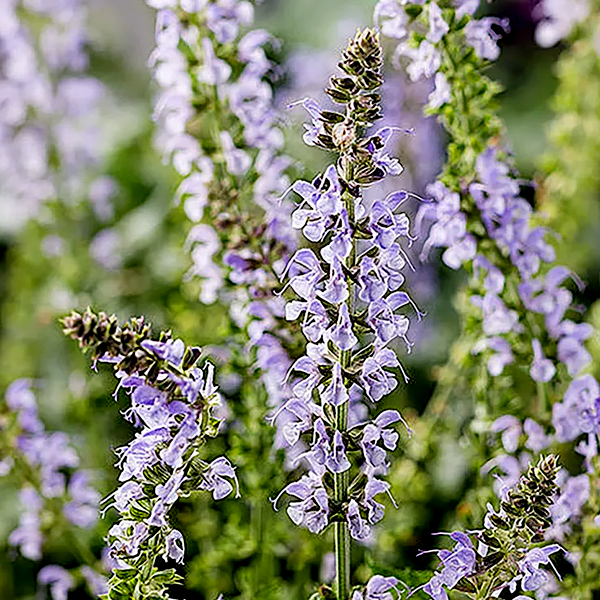 Salvia 'Crystal Blue'