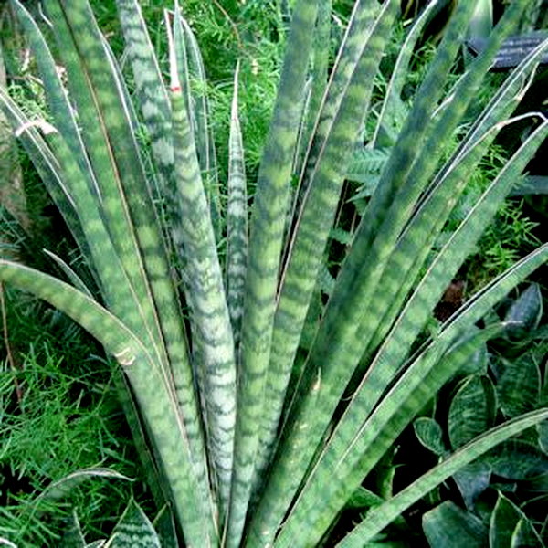 Sansevieria aethiopica