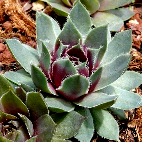 Sempervivum tectorum