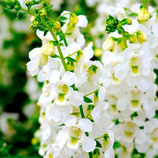 Serena® White Angelonia Seeds