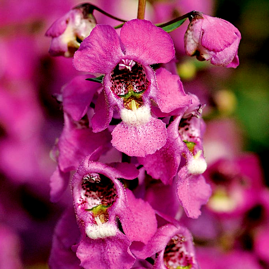 Serenita® Raspberry Angelonia Seeds