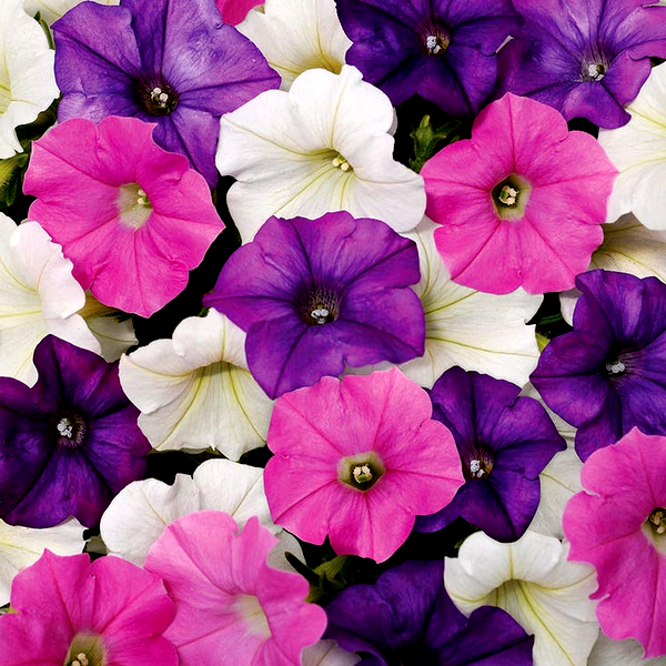 Shock Wave® Spark Mix Petunia Seeds