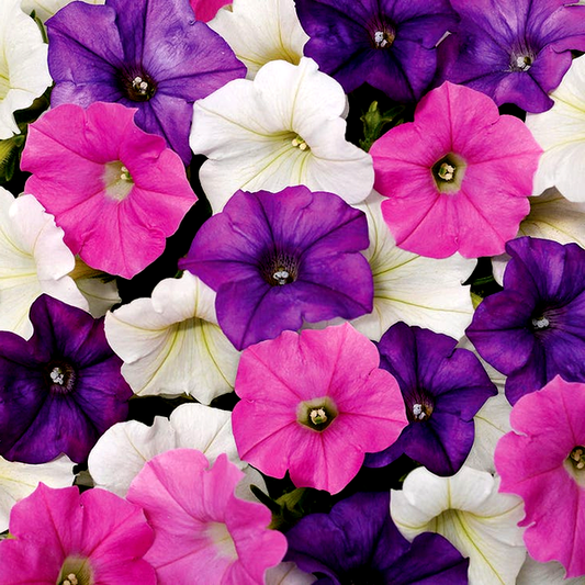Shock Wave® Spark Mix Petunia Seeds
