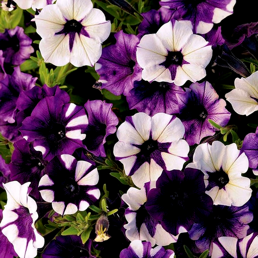 Shock Wave® Tie Dye Purple Petunia Seeds