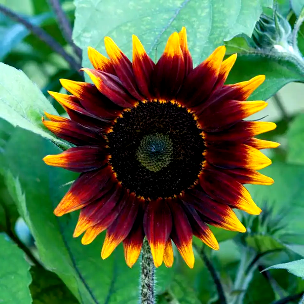 Shock o Lat Sunflower Seeds