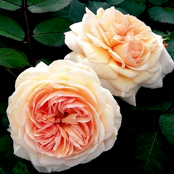 Shropshire Lad