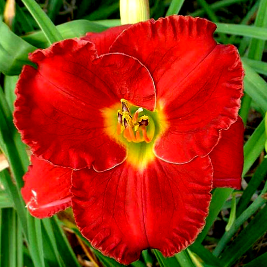 Siloam Red Toy