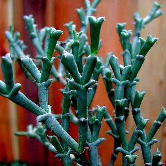 Stapelia gigantea
