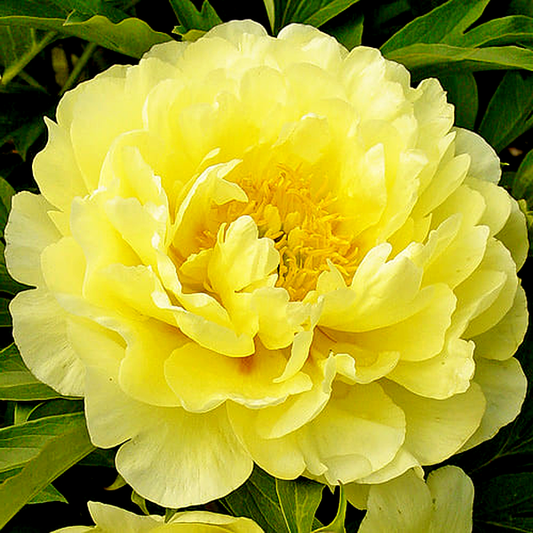 Smith Family Yellow