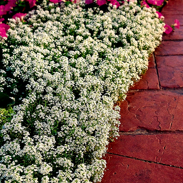 Snow Crystals Sweet Alyssum Seeds