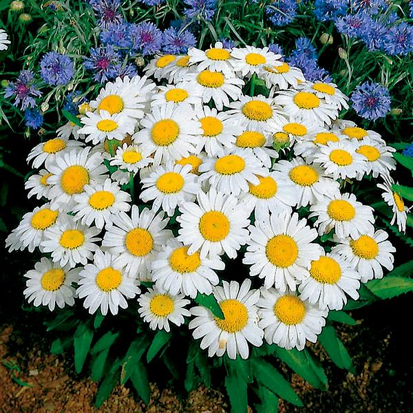 Snow Lady Shasta Daisy Seeds