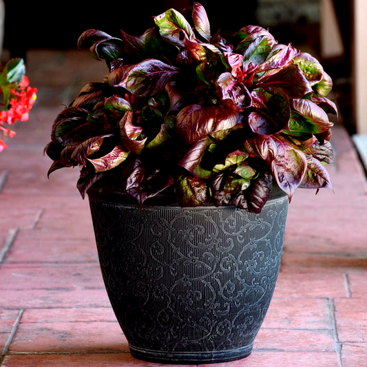 Sol™ Lizard Leaf Celosia Seeds