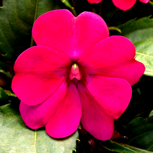 Solarscape® Magenta Bliss Interspecific Impatiens Seeds