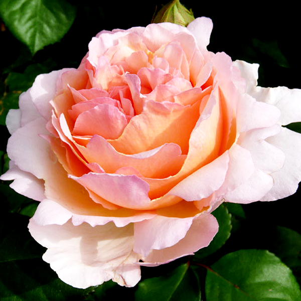 Souvenir de Baden-Baden