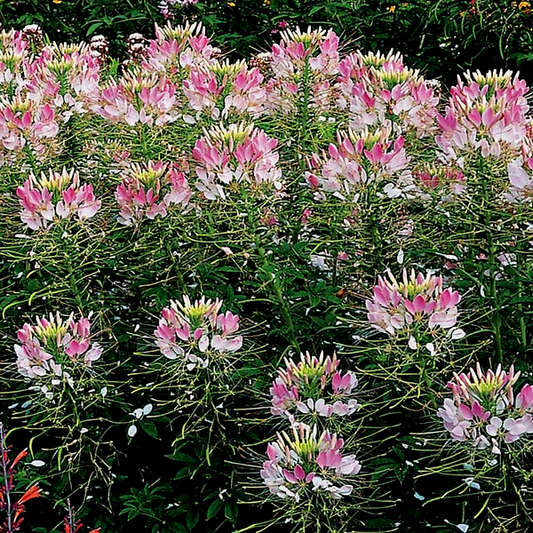 Sparkler Blush Spider Flower Seeds