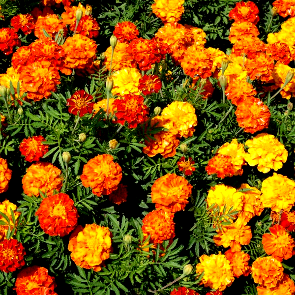 Sparky Mix' Marigold Seeds