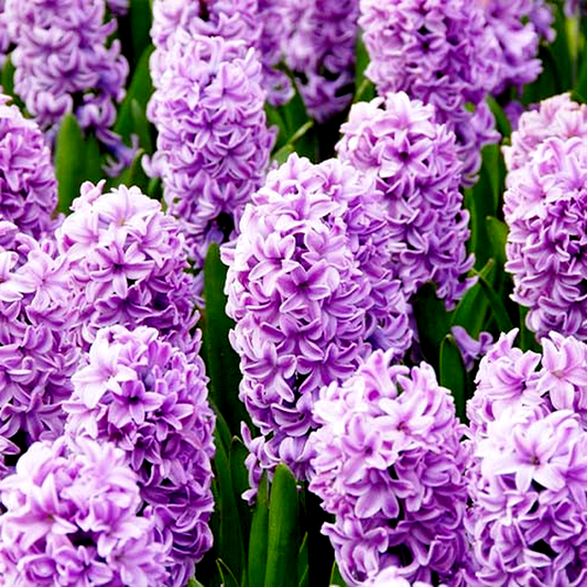 Splendid Cornelia