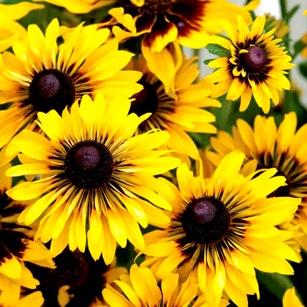 Sputnik' Rudbeckia Seeds