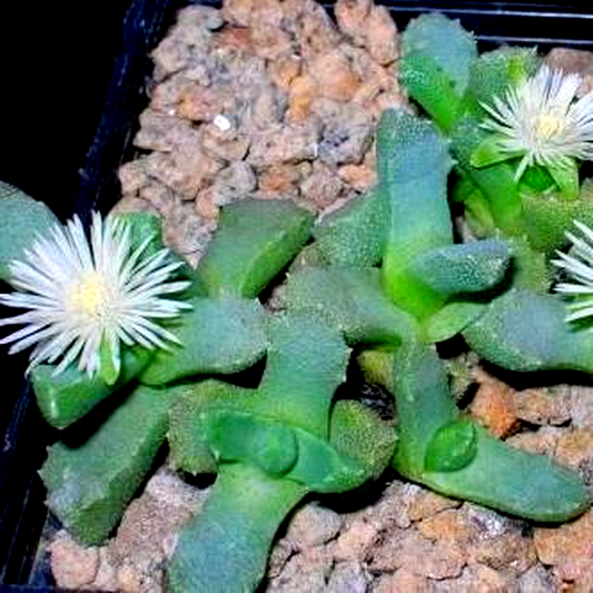 Stomatium species