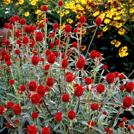 Strawberry Fields' Gomphrena Seeds