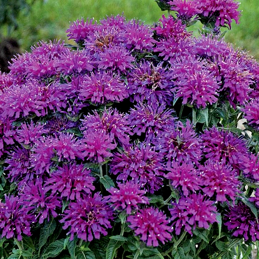 Sugar Buzz® 'Grape Gumball' Bee Balm