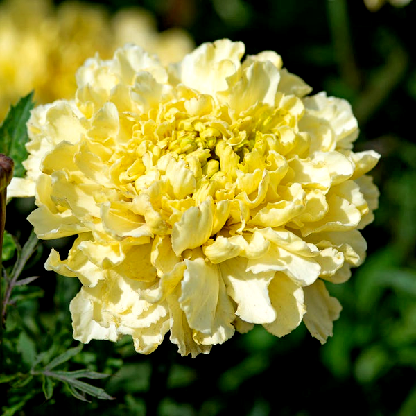 Sugar & Spice White Marigold Seeds