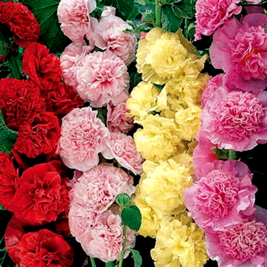 Summer Carnival Hollyhock Mix Seeds
