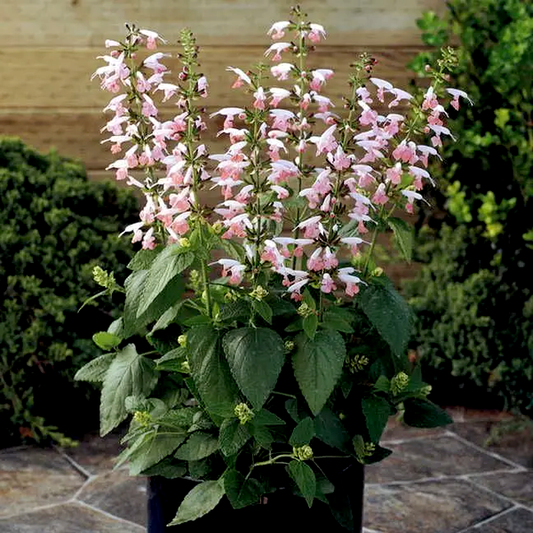 Summer Jewel™ Pink Salvia Seeds